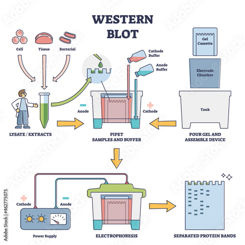 Western blot laboratory method for detecting specific proteins vector diagram