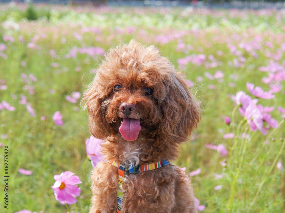 秋を感じる満開のコスモスと小型犬のトイプードル 秋を感じる満開のコスモスと小型犬のトイプードル