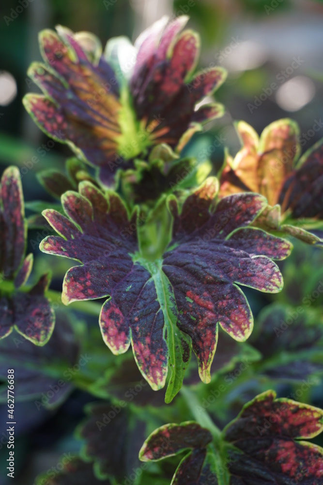 Begoniaceae plants are plants that grow in the tropics Begoniaceae plants are plants that grow in the tropics