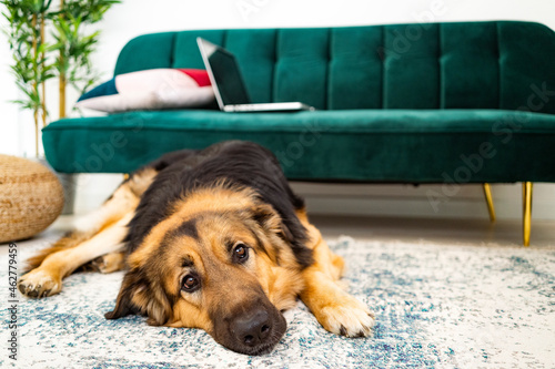 German shepherd lying on carpet in living room photo