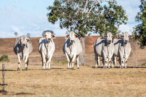 Five brahman cows facing the camera in the dry Australian landscape