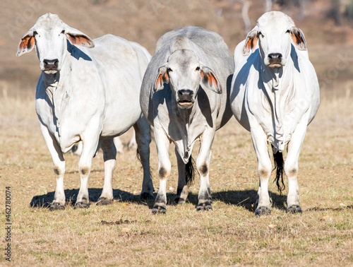 Photography Three Brahman cows standing facing the camera with the background of a dry Australian landscape