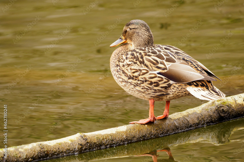 Female duck standing on a trunk branch on the water surface. Female duck standing on a trunk branch on the water surface.