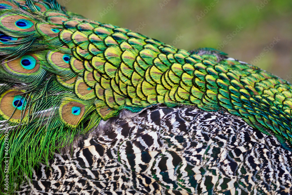Fototapeta premium Detail of the upper feathers of a male peacock.