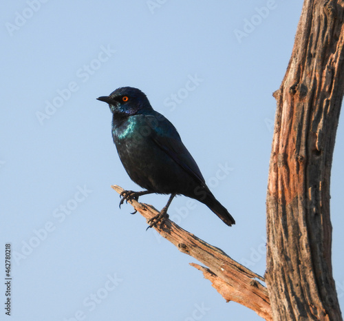 Glossy starling isolated on the dead branch of a tree