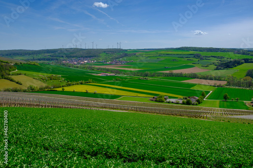 Vineyards, Schaeftersheim in Tauber Valley, near Weikersheim in Main-Tauber-Kreis, Baden-Wuerttemberg, Germany photo