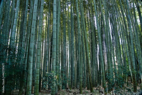 Fototapeta Naklejka Na Ścianę i Meble -  Kyoto,Japan - October 8, 2021: Bamboo trees in a Japanese garden
