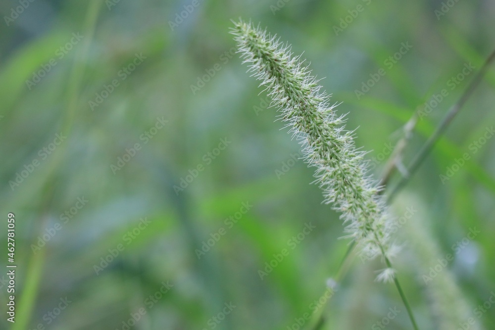 green wheat field