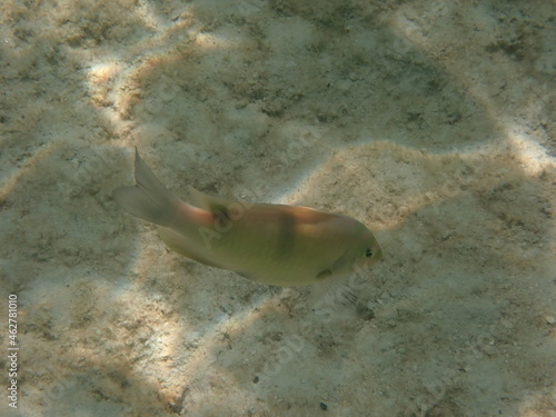 タイ タルタオ海洋国立公園の魚
