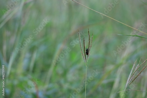 spider on the grass