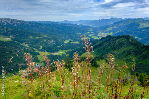 Austria, Vorarlberg, Mittelberg, Wildflowers blooming against green scenic valley inÔøΩAllgauÔøΩAlps