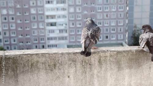 pigeons walking by balcony edge in St. Petersburg, Russia