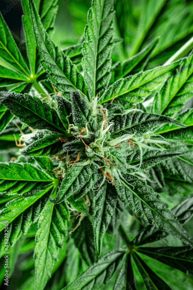 Fototapeta premium Marijuana plant close-up. Cannabis flowers with yellow stigmas and green leaves. Growing marijuana for medical purposes