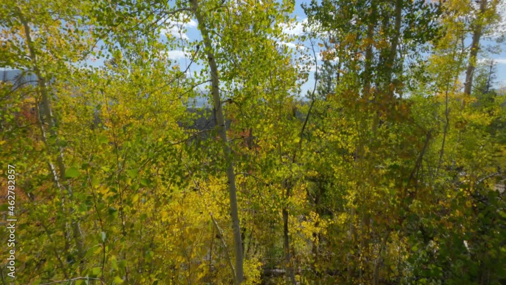 Tree line of golden aspens blowing in the wind at the end of fall, handheld Tree line of golden aspens blowing in the wind at the end of fall, handheld