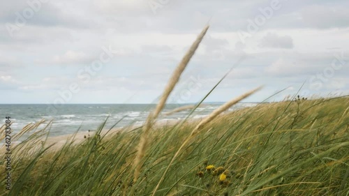 Baltic sea shore, grass detail. Neringa, Lithuania. Curonian spit. Kuršių Nerija. photo