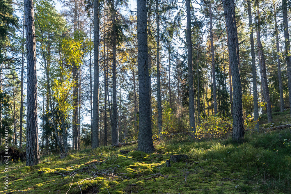 Fototapeta premium Autumn forest on sunny bright day. Beautiful view of deciduous and coniferous evergreen trees aspen pine birch spruce with the rays of the sun. Moss and lichen cover the ground. Wild nature landscape.