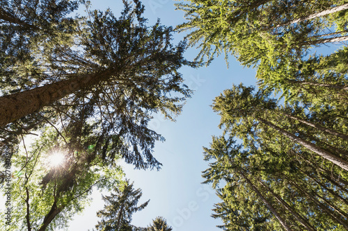 Sun shining over canopies of spruce trees in Thuringian Forest photo