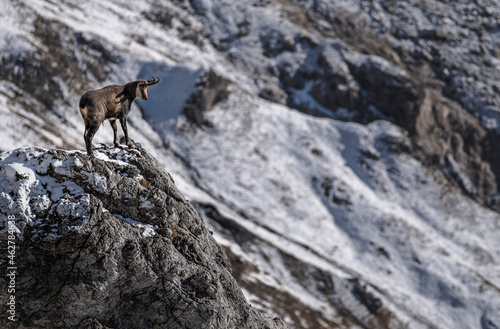 Lone chamois goat standing on top of rocks in Berchtesgaden National Park photo
