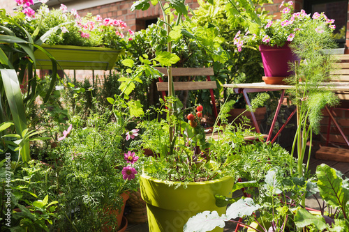 Vegetables growing in recycled plastic plant pots on balcony photo