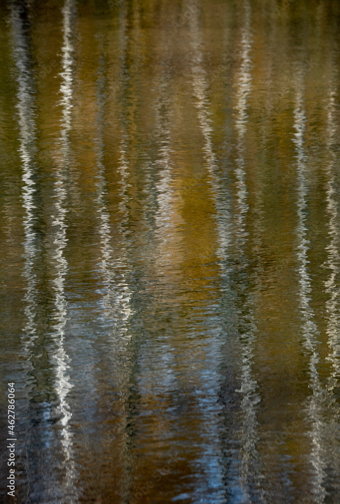 Birch trees reflecting on surface of lake in Teverener Heide Birch trees reflecting on surface of lake in Teverener Heide