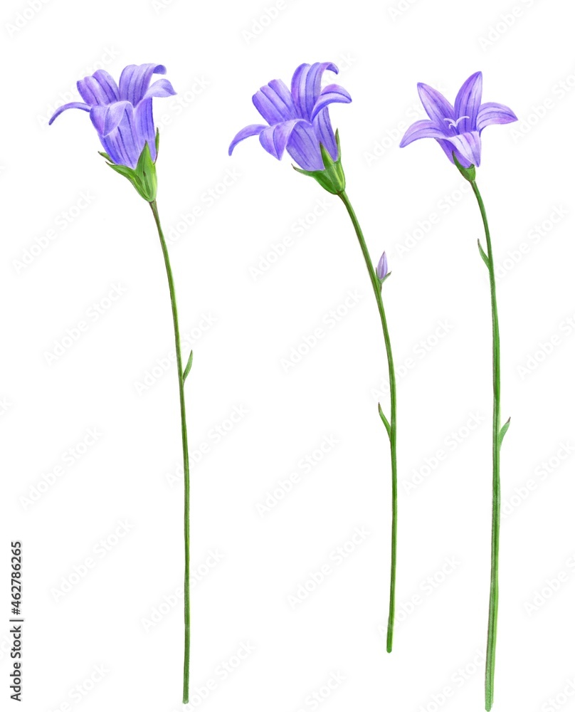 drawing bellflowers , Campanula patula , spreading bellflower isolated floral elements at white background, hand drawn illustration drawing bellflowers , Campanula patula , spreading bellflower isolated floral elements at white background, hand drawn illustration