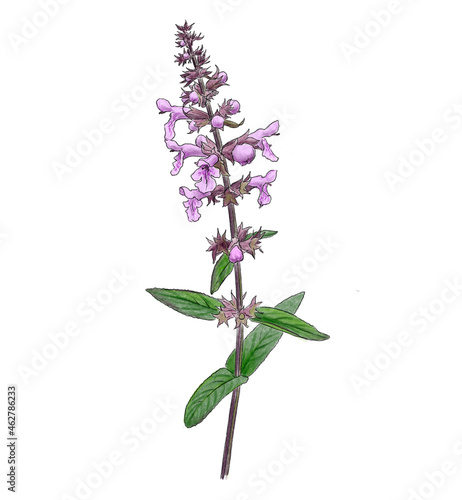 drawing marsh woundwort , Stachys palustris isolated floral elements at white background, hand drawn illustration photo