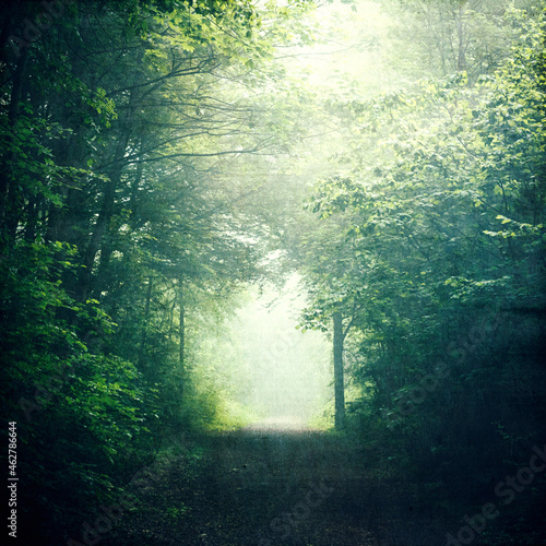 Germany, North Rhine-Westphalia, Wuppertal, Footpath in green lush forest