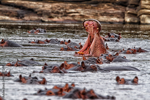 Democratic Republic of Congo, Hippopotamuses (Hippopotamus Amphibius) swimming in river
