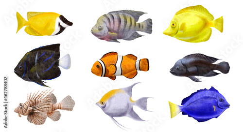 drawing tropical fishes isolated at white background, hand drawn illustration