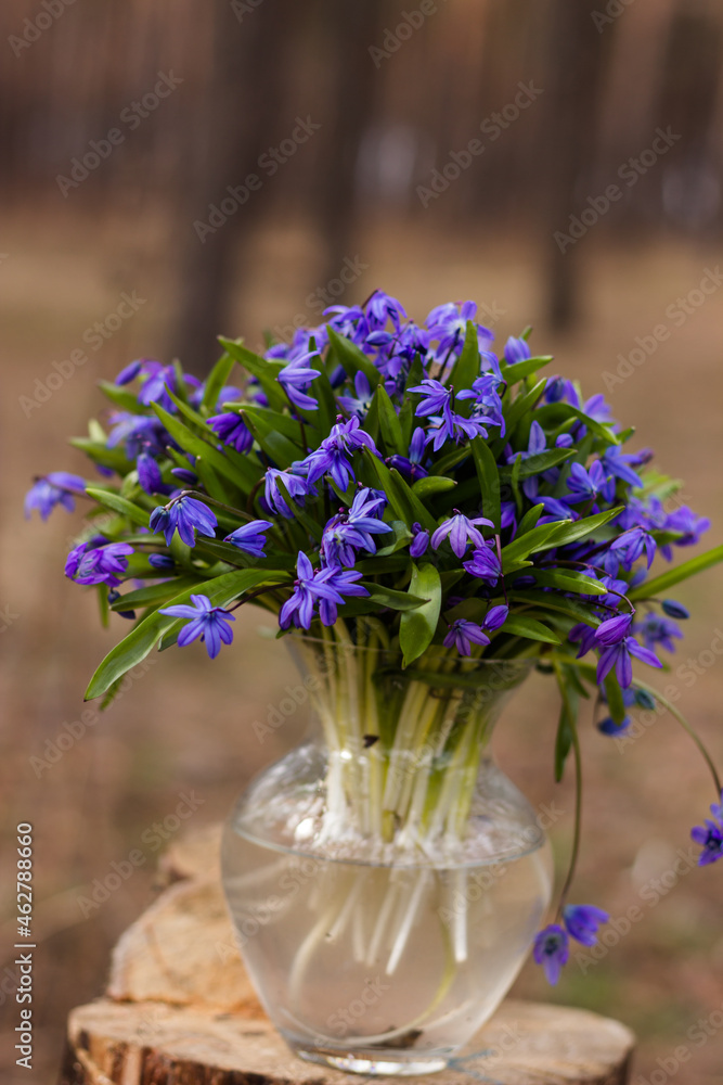 Glass vase with snowdrops against the backdrop of a spring forest
Glass vase with snowdrops against the backdrop of a spring forest