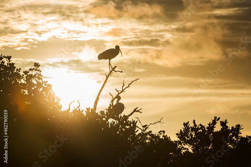 USA, Florida, Florida Keys,Tavernier Island, silhouettes of American White Ibises on a branch during sunrise photo