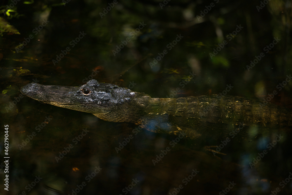 USA, Florida, Copeland, Fakahatchee Strand Preserve State Park, American Alligator in a swamp USA, Florida, Copeland, Fakahatchee Strand Preserve State Park, American Alligator in a swamp
