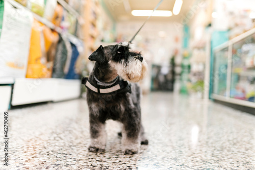 Close-up of schnauzer standing on tiled floor in pet salon
