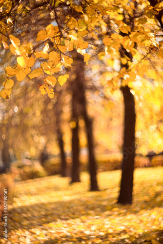 Blurred yellow natural autumn background with bokeh