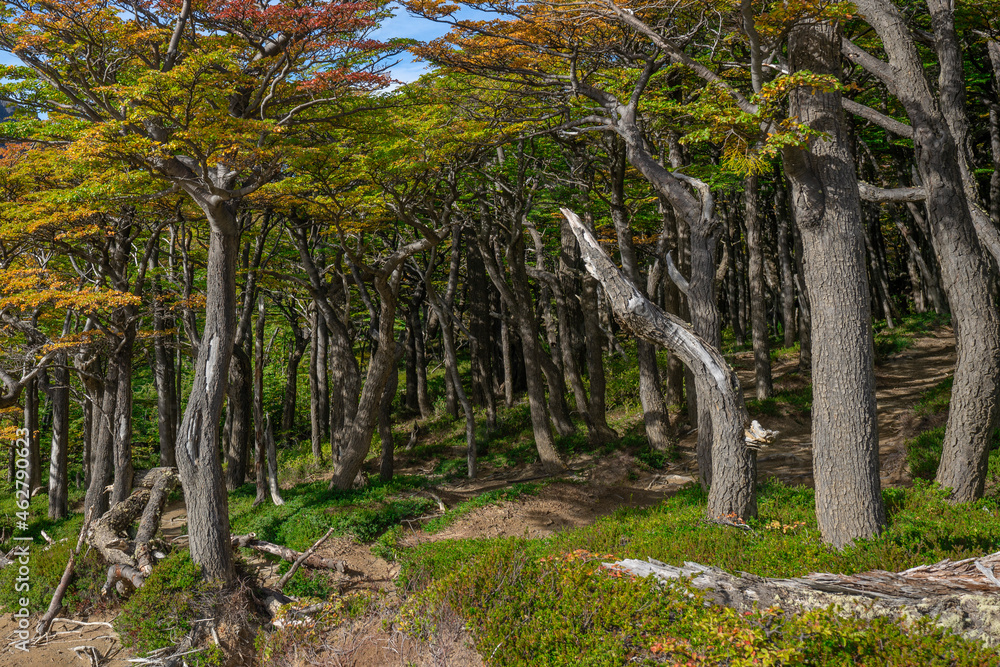 Chile, Ultima Esperanza Province, Autumn forest in Torres del Paine National Park Chile, Ultima Esperanza Province, Autumn forest in Torres del Paine National Park