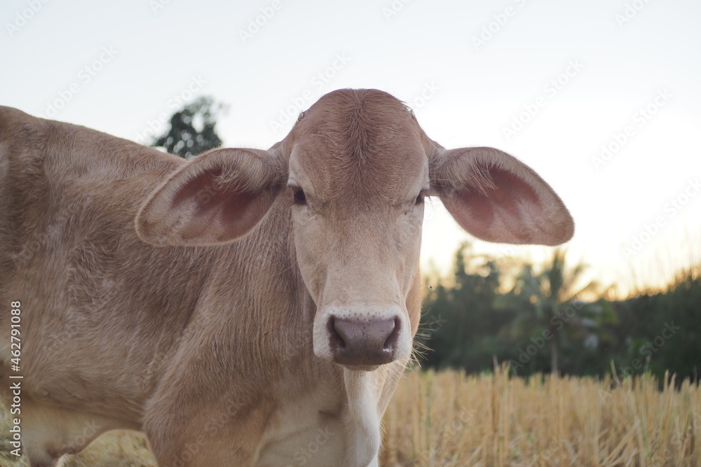 Brown calf at  farm in the evening.
