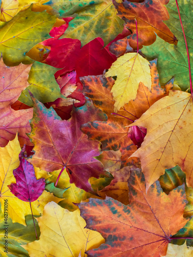 Autumn background of multicolored maple leaves in high resolution