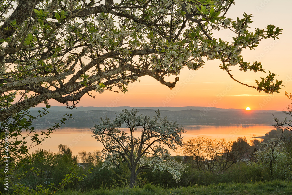 Germany, Baden-Wurttemberg, Lake Constance and trees at sunrise Germany, Baden-Wurttemberg, Lake Constance and trees at sunrise