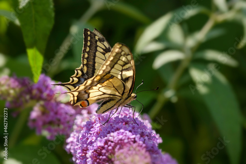 Swallowtail, Papilio machaon, on flower of butterfly bush, Buddleja davidii photo