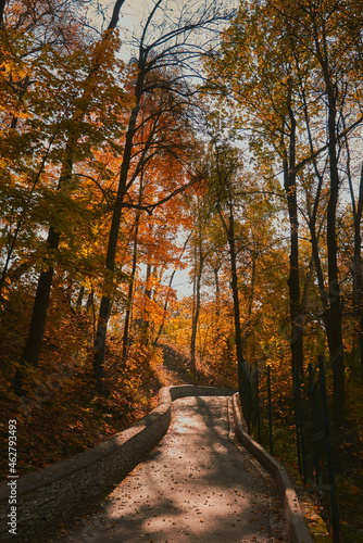 Beautiful romantic alley in a park with colorful trees and sunlight.