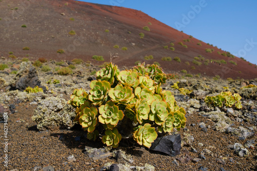 Spain, Canary Islands, Lanzarote, Los Volcanes Nature Park, Orpine Family photo