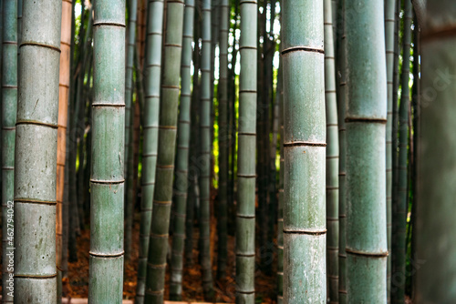 Sagano Bamboo Forest photo