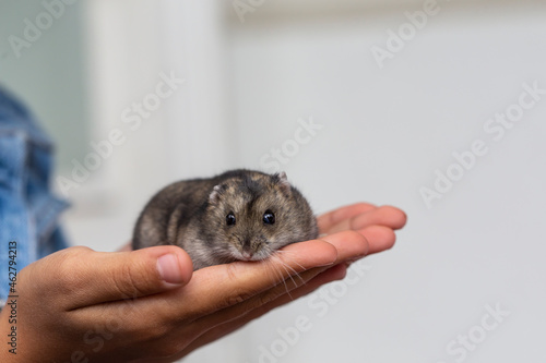 Close-up of cute hamster on hands