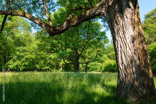 Germany, Upper Bavaria, Munich, Old trees and grassy field in Englischer Garten photo