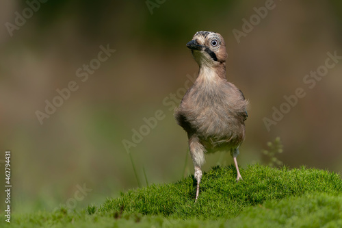 Eurasian Jay  Garrulus glandarius  in the forest of Noord Brabant in the Netherlands. Green  background.                                