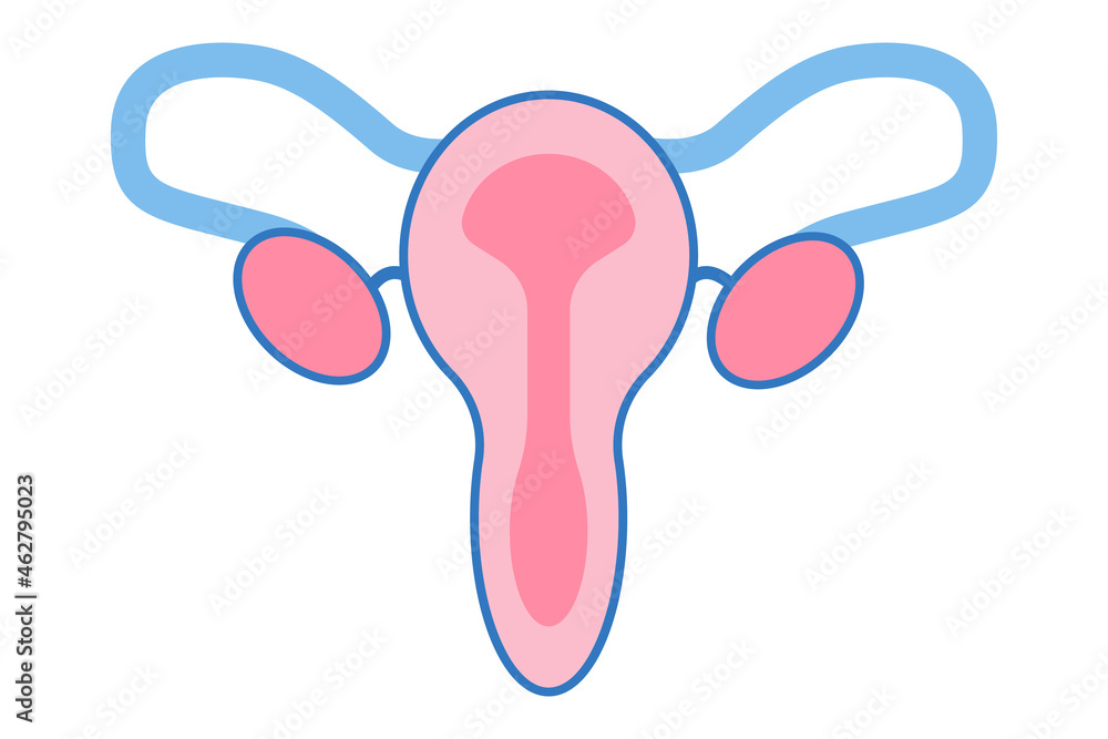 Female reproductive system, female reproductive organs. Organs location
