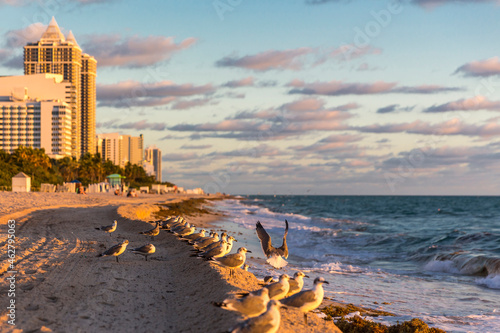 Seagulls on sea shore at Miami Beach against sky, Florida, USA
