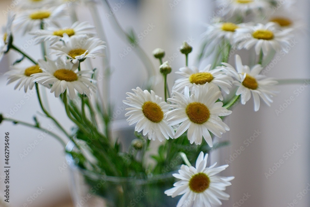 Obraz premium chamomile