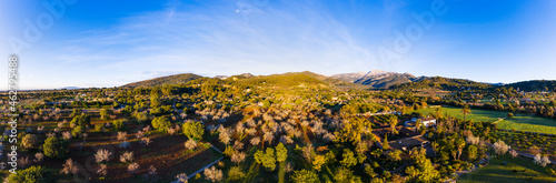 Spain, Balearic Islands, Mancor de la Vall, Aerial panorama of almond trees in springtime orchard of Serra de Tramuntana