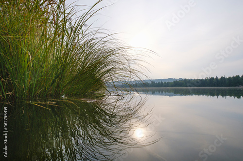 Germany, Bavaria, Upper Bavaria, nature reserve Isarauen, Ickinger reservoir, tall grass on lakeshore photo